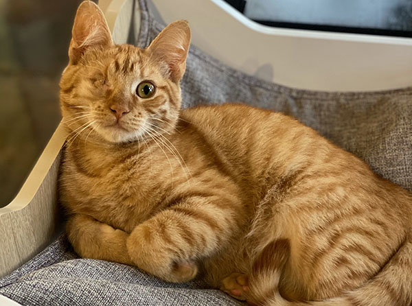 Pretty Orange Tabby Cat Missing Eye