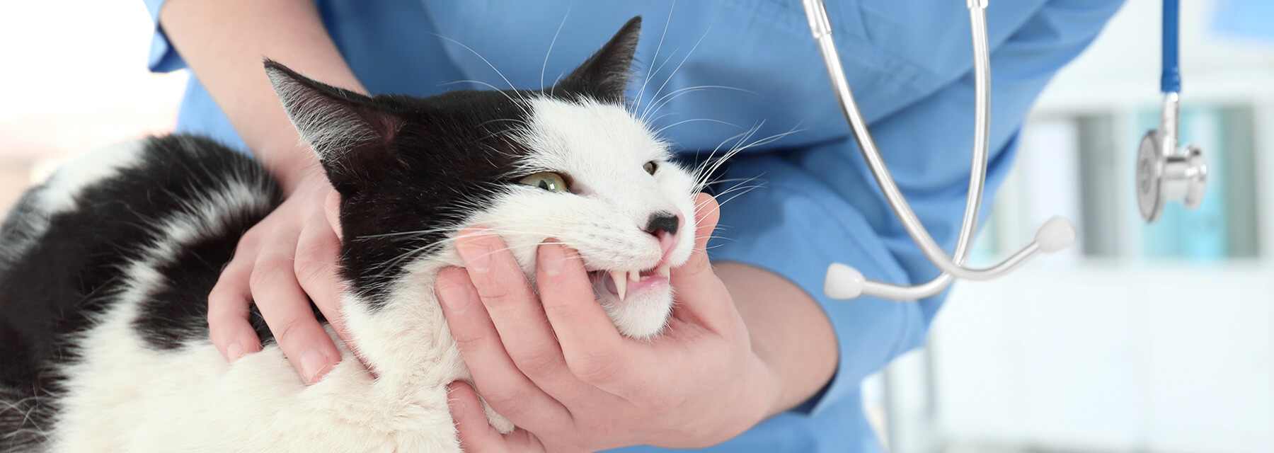 Surgery and Dentistry Cat Hospital of Wichita