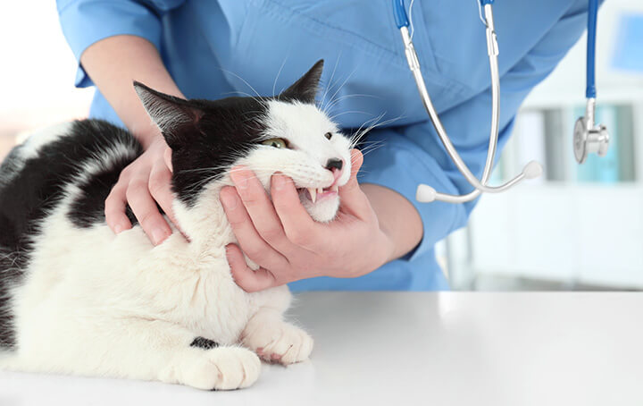 Cat Getting Dental Checkup from Vet