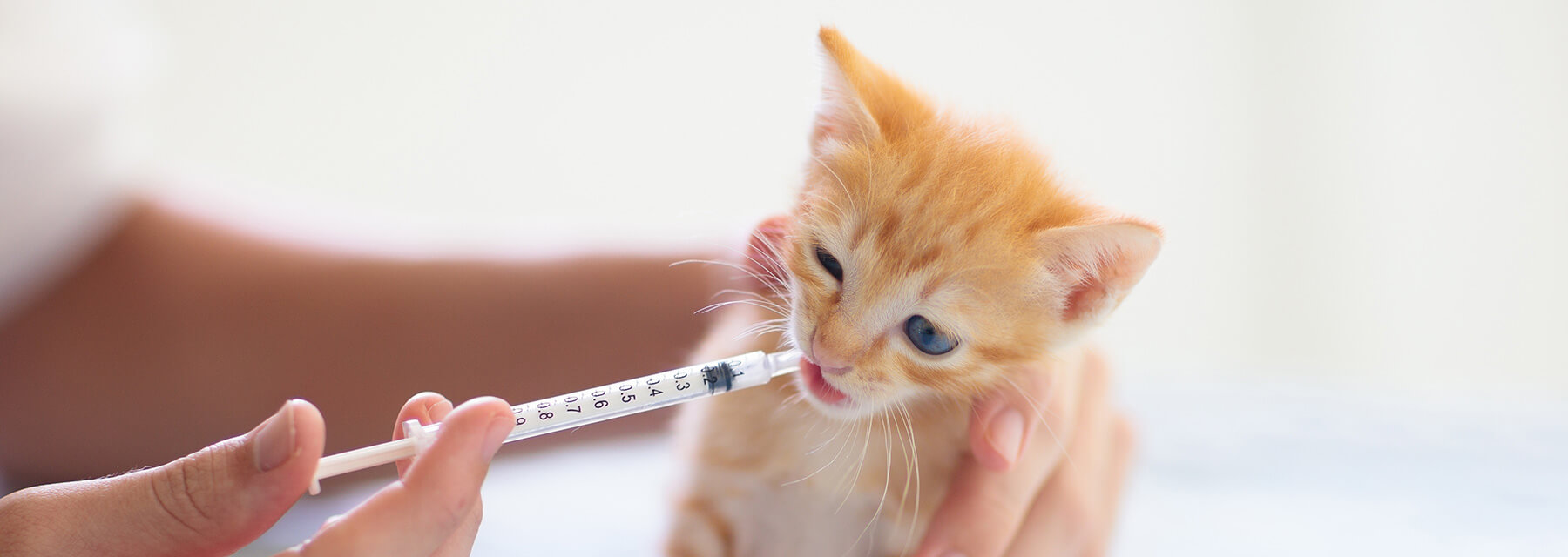 Preventative Medicine Cat Hospital of Wichita