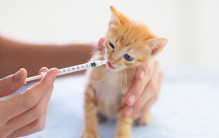 Kitten Receiving Oral Medicine Via Syringe from Vet